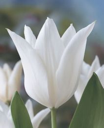 images/productimages/small/N678 Tulipa White Triumphator.jpg